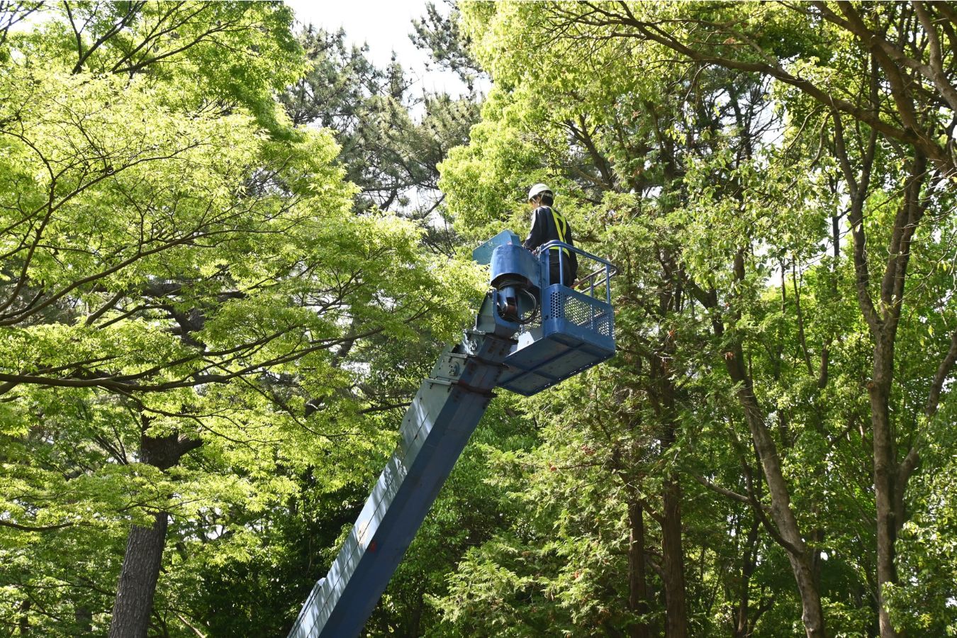 Professional tree service in Atoka, TN